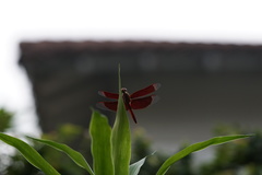 Neurothemis ramburii