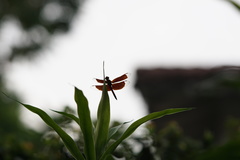 Neurothemis ramburii