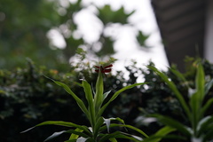 Neurothemis ramburii