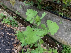 Lactuca formosana
