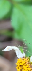 Peucetia formosensis