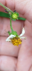 Peucetia formosensis