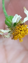 Peucetia formosensis
