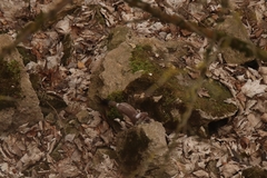 Mustela erminea