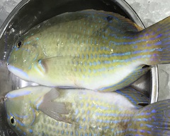 Choerodon schoenleinii