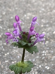 Lamium amplexicaule
