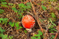 Amanita muscaria