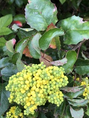 Berberis aquifolium