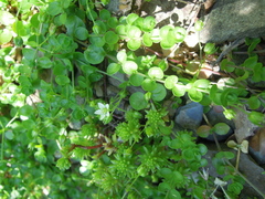 Arenaria rotundifolia
