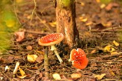 Amanita muscaria