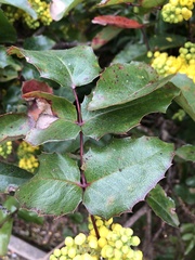 Berberis aquifolium