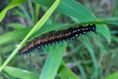 Doleschallia bisaltide australis