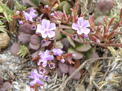 Limonium duriusculum