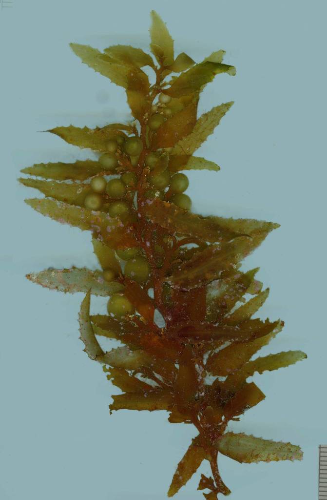 Sargassum polyceratium