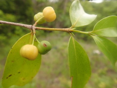 Pyrostria bibracteata