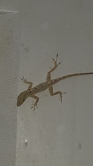 Anolis stratulus