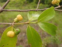 Pyrostria bibracteata