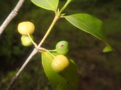 Pyrostria bibracteata
