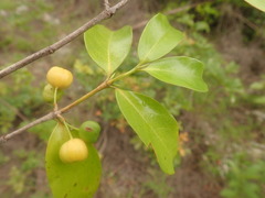 Pyrostria bibracteata