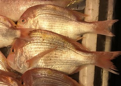 Dentex hypselosomus