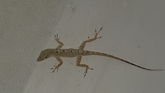 Anolis stratulus
