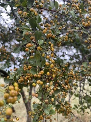 Gymnosporia maranguensis