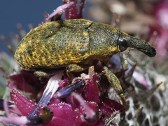 Larinus sturnus