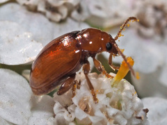 Neocrepidodera ferruginea