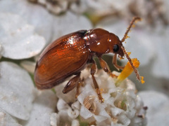 Neocrepidodera ferruginea