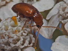 Neocrepidodera ferruginea