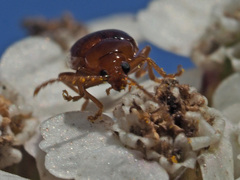 Neocrepidodera ferruginea