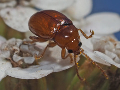 Neocrepidodera ferruginea