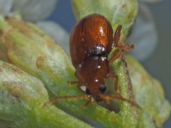 Neocrepidodera ferruginea