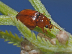 Neocrepidodera ferruginea
