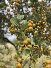 Gymnosporia maranguensis