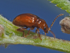Neocrepidodera ferruginea