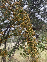 Gymnosporia maranguensis