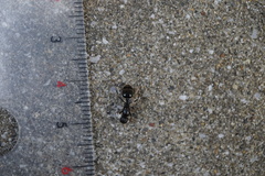 Messor aciculatus
