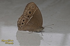 Mycalesis horsfieldi