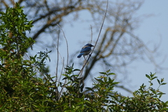 Aphelocoma californica