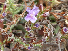 Limonium duriusculum