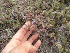 Limonium duriusculum