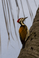 Dinopium benghalense