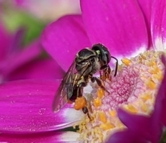 Lepidotrigona arcifera