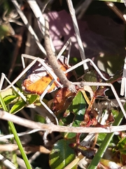 Clonopsis gallica