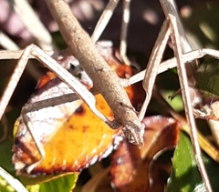 Clonopsis gallica