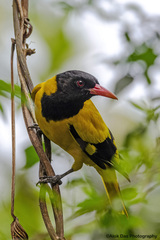 Oriolus xanthornus