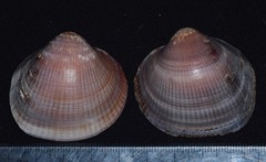 Glycymeris nummaria