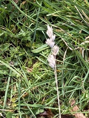 Dactylis glomerata glomerata