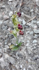 Ophrys sphegodes provincialis